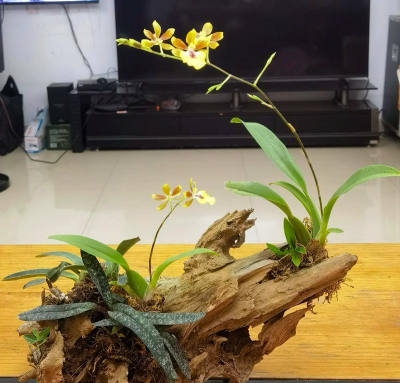 家庭养花用生根粉