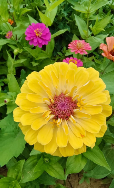 百叶草的花长什么样