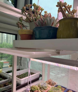 家庭养花用生根粉