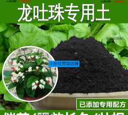 龙吐珠需要什么样的土 龙吐珠需要什么样的土