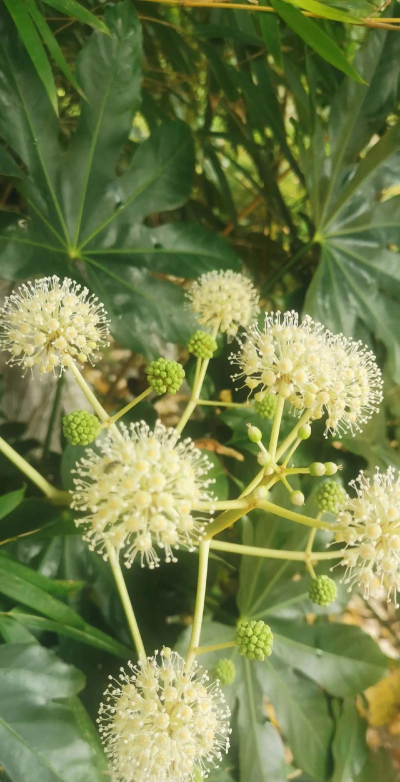 八角金盘花还叫什么花