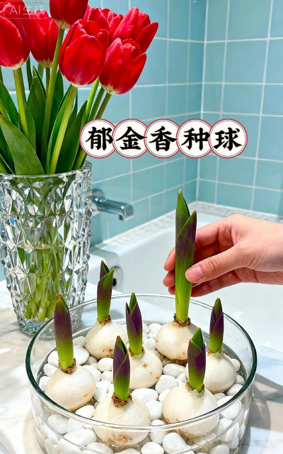 郁金香种球用什么处理器 郁金香种球用什么处理器