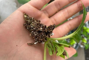 家庭养花用生根粉