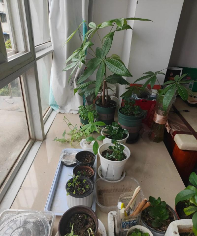 家庭养花用生根粉