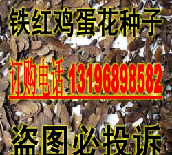 红鸡蛋花的种子长什么样