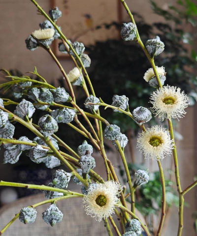 尤加利果是什么样的花