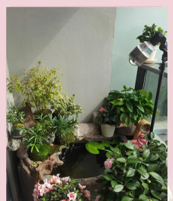 家庭养花用生根粉