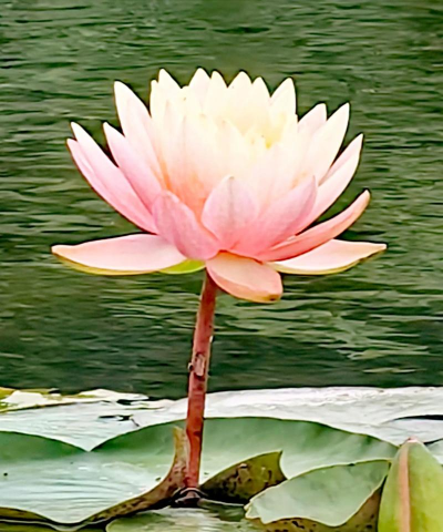 4月辰山植物园有什么花