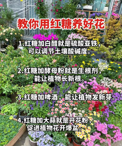 家庭养花用生根粉