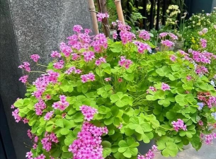 家庭养花用生根粉