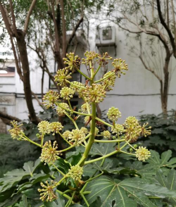 八角金盘枯叶是什么原因