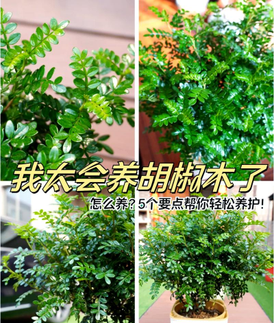 胡椒木浇水浇多了怎么办