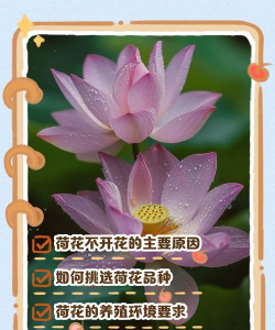 荷花长叶不开花怎么回事