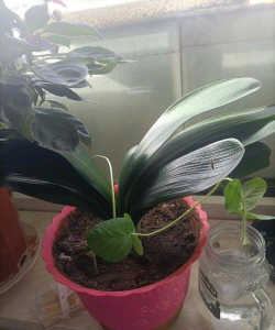 家庭养花用生根粉