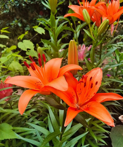 橘红色百合叫什么名字