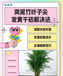 凤尾竹的叶子该怎么形容