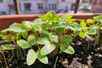 家庭养花用生根粉