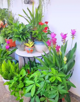 家庭养花用生根粉