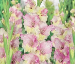 唐菖蒲如何过冬