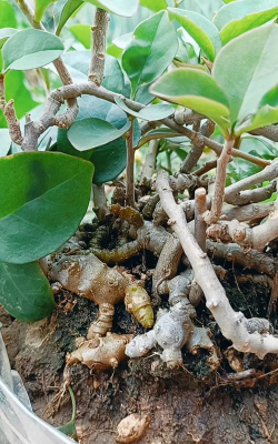 藤三七发芽后怎么修剪