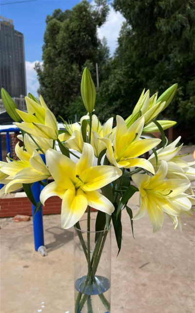 黄金甲百合的花语是什么