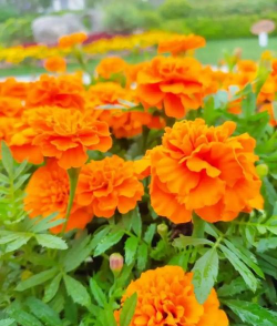 一年最先开的花是什么花