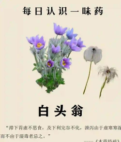 白头翁可以和什么一起养