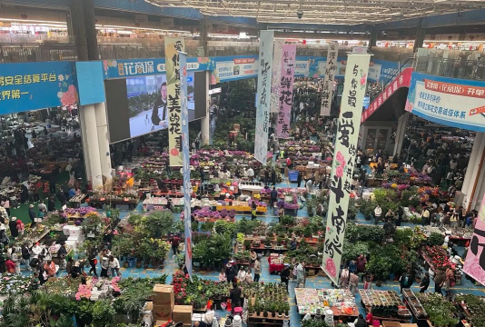 家庭养花用生根粉