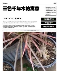 三色千年木寓意是什么