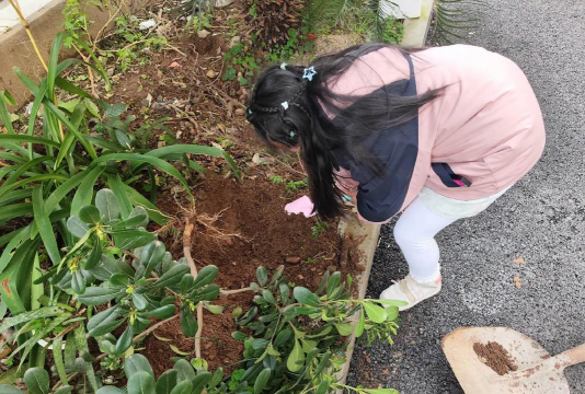 家庭养花用生根粉