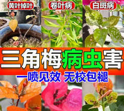 家庭养花用生根粉