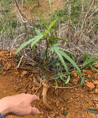 家庭养花用生根粉