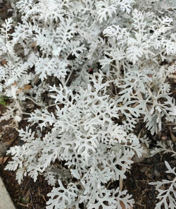 雪叶菊的养殖方法