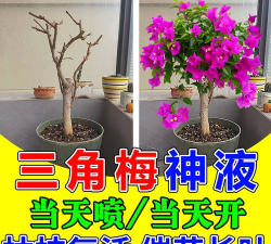 家庭养花用生根粉