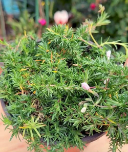 不开花的芝樱是什么样的