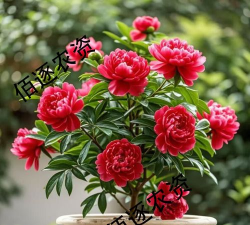 牡丹栀子花的花期是什么时候