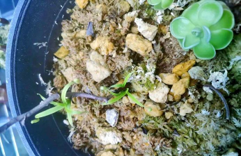 家庭养花用生根粉