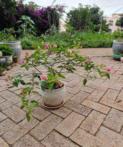 家庭养花用生根粉