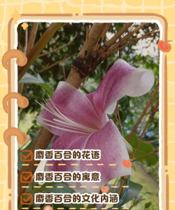 从麝香百合花是什么意思