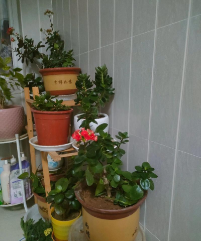 家庭养花用生根粉