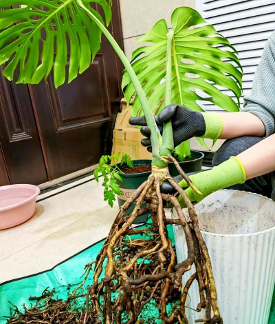 家庭养花用生根粉