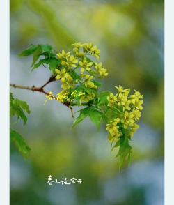 三角枫的花长什么样