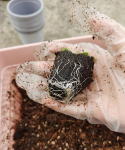 家庭养花用生根粉