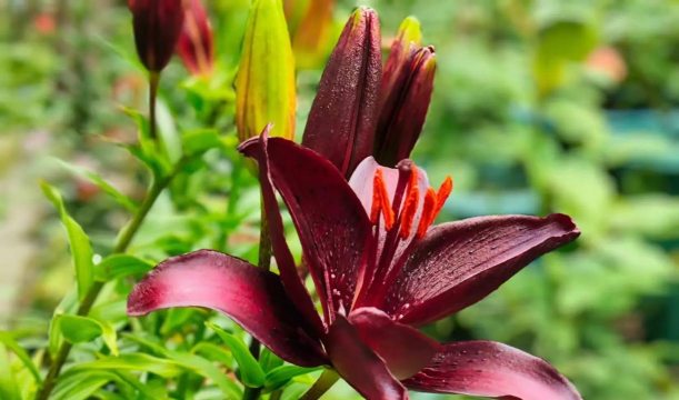 家庭养花用生根粉