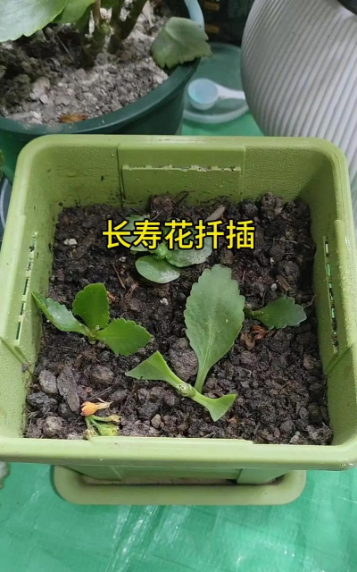 家庭养花用生根粉