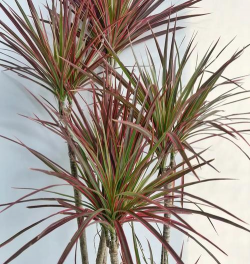 五彩千年木用什么土好