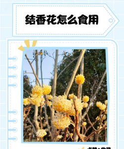 如何食用结香花