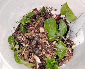 家庭养花用生根粉