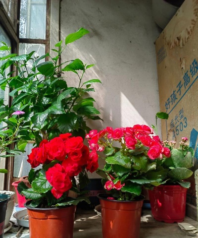 家庭养花用生根粉