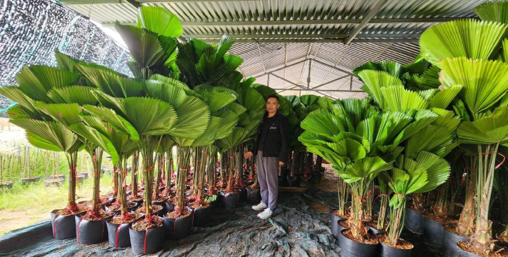 家庭养花用生根粉